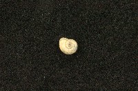 藏品(圓口扁蜷)的圖片